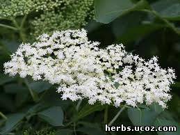 http://herbs.ucoz.com/_pu/0/33534736.jpg